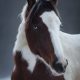 Equin_Portrait_Pferd